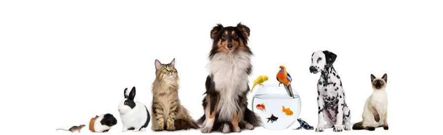 worldwide pet travel vancouver