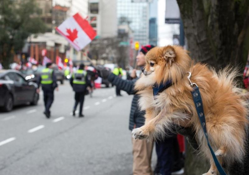 All you need to know about living with a Pet in Vancouver Vancouver